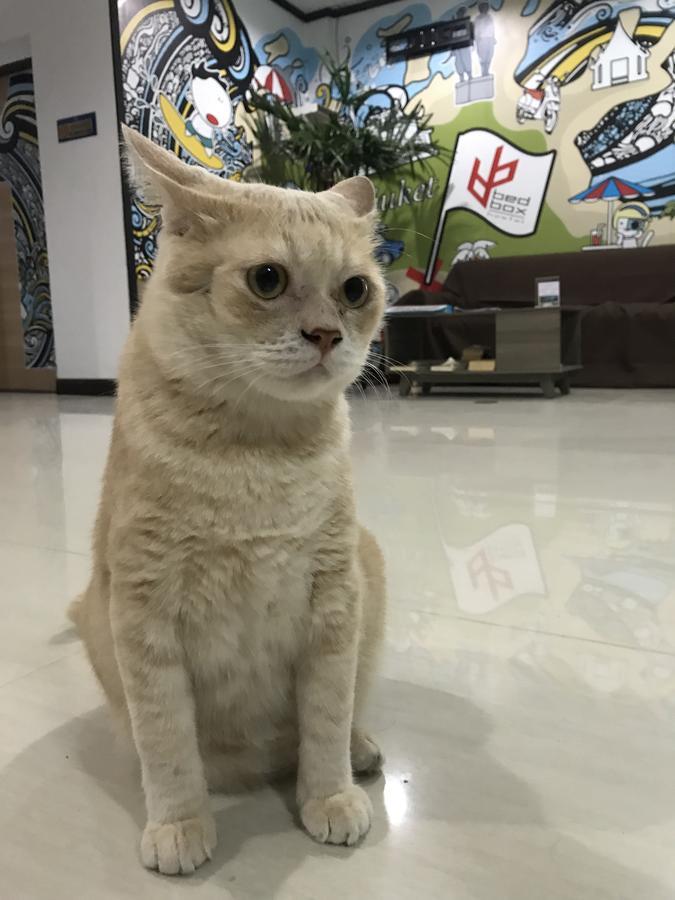 Bedbox Guesthouse And Hostel Patong Экстерьер фото